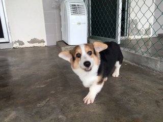 Pembroke Welsh Corgi - Impoted Taiw - Welsh Corgi Dog