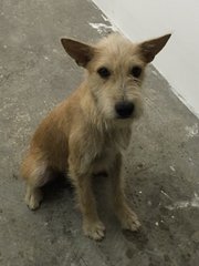 Olive - Terrier Mix Dog