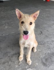 Olive - Terrier Mix Dog