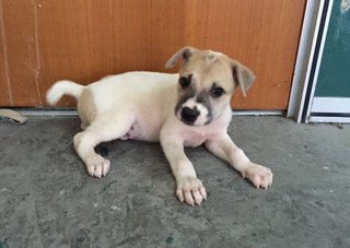 Samson - Mixed Breed Dog