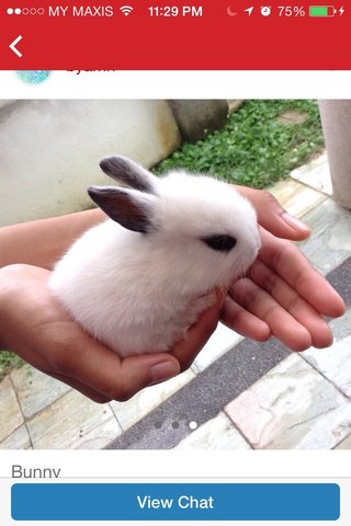 Bunny(Not Sure About The Breed) - Angora Rabbit Rabbit