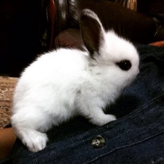 Bunny(Not Sure About The Breed) - Angora Rabbit Rabbit