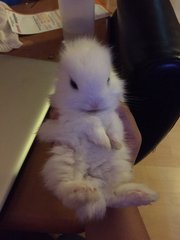 Bunny(Not Sure About The Breed) - Angora Rabbit Rabbit