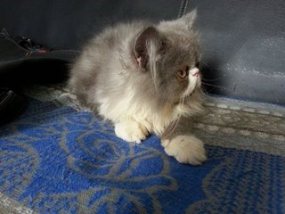 Loki - Persian Cat