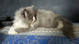 Loki - Persian Cat