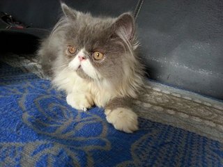 Loki - Persian Cat