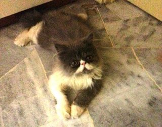 Loki - Persian Cat