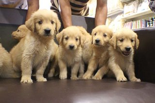 Golden Retriever  - Golden Retriever Dog