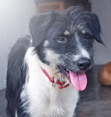 Kayla - Irish Wolfhound + Border Collie Dog