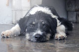 Kayla - Irish Wolfhound + Border Collie Dog