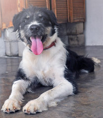 Kayla - Irish Wolfhound + Border Collie Dog