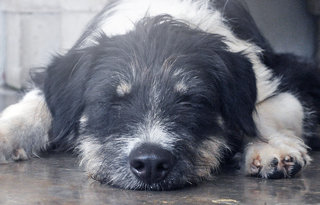 Kayla - Irish Wolfhound + Border Collie Dog