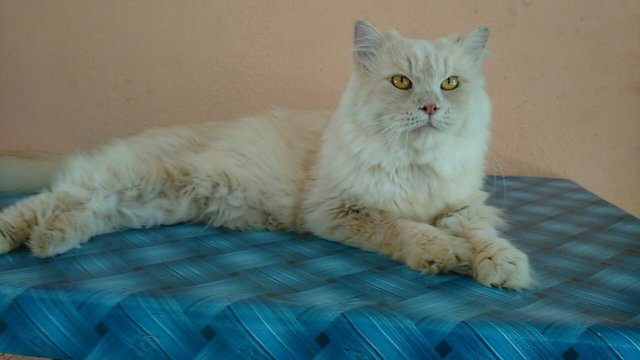 Lionn - Maine Coon + Persian Cat