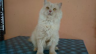 Lionn - Maine Coon + Persian Cat