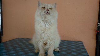 Lionn - Maine Coon + Persian Cat