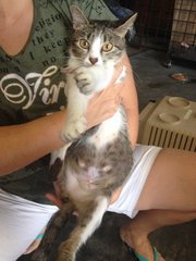 Comfortable with humans, "manja", Jewel would make a good house kitty!