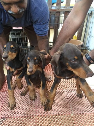 Doberman Puppies - Doberman Pinscher Dog