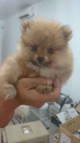 PF64943 - Pomeranian Dog