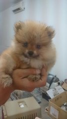 PF64943 - Pomeranian Dog