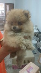 PF64943 - Pomeranian Dog