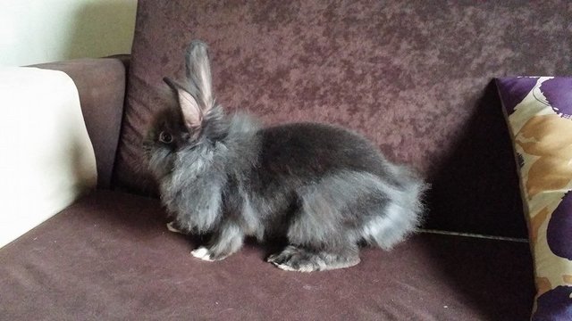 Caius/cevine/carlos - Lionhead + Angora Rabbit Rabbit