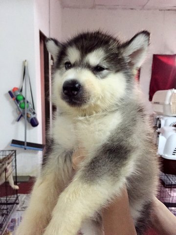 Grey And White Siberian Husky Thick - Siberian Husky Dog