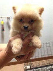 Orange Pomeranian With Mka - Pomeranian Dog