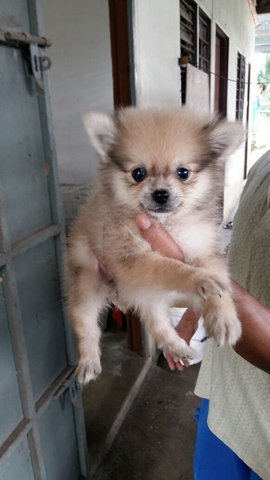 Orange Pomeranian With Mka - Pomeranian Dog