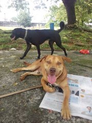 Happy day at park with fellow dog, Peter (also up for adoption)