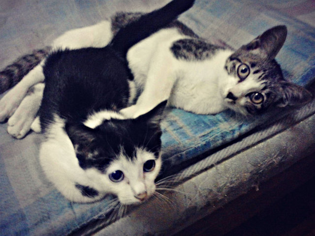 Juliet &amp; Dreamer - American Shorthair Cat