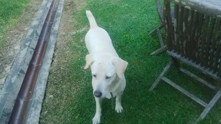 Hugo - Labrador Retriever Dog