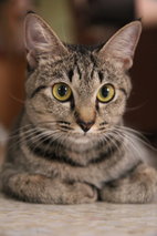 Chloe - Domestic Short Hair Cat