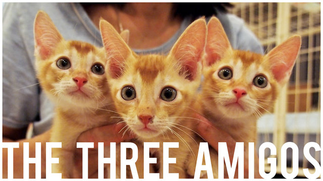 The Three Amigos - Domestic Short Hair Cat