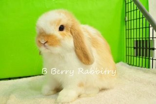 Holland Lop - Broken Orange 18 - Holland Lop Rabbit