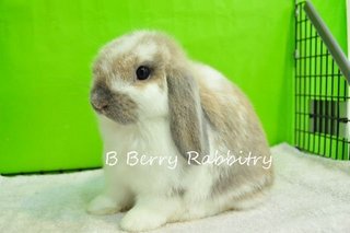 Holland Lop - Broken Blue Tort 18 - Holland Lop Rabbit