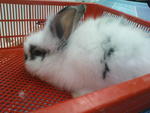 PF6504 - Angora Rabbit Rabbit