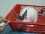 PF6504 - Angora Rabbit Rabbit