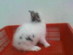 PF6504 - Angora Rabbit Rabbit