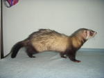 Apricot - Ferret Small & Furry