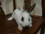 A2 - Angora Rabbit Rabbit