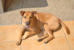 Tj - Mixed Breed Dog