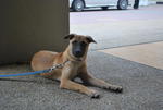 Lizzy - Mixed Breed Dog