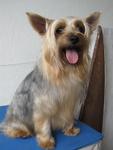 Dongdong De Silky Terrier - Australian Terrier Dog