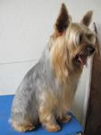 Dongdong De Silky Terrier - Australian Terrier Dog