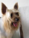 Dongdong De Silky Terrier - Australian Terrier Dog