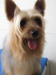 Dongdong De Silky Terrier - Australian Terrier Dog