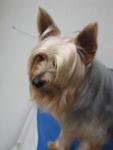 Dongdong De Silky Terrier - Australian Terrier Dog