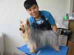 Dongdong De Silky Terrier - Australian Terrier Dog