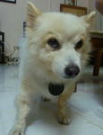 Teddy - Spitz Dog