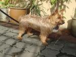 Max Boy - Silky Terrier Dog